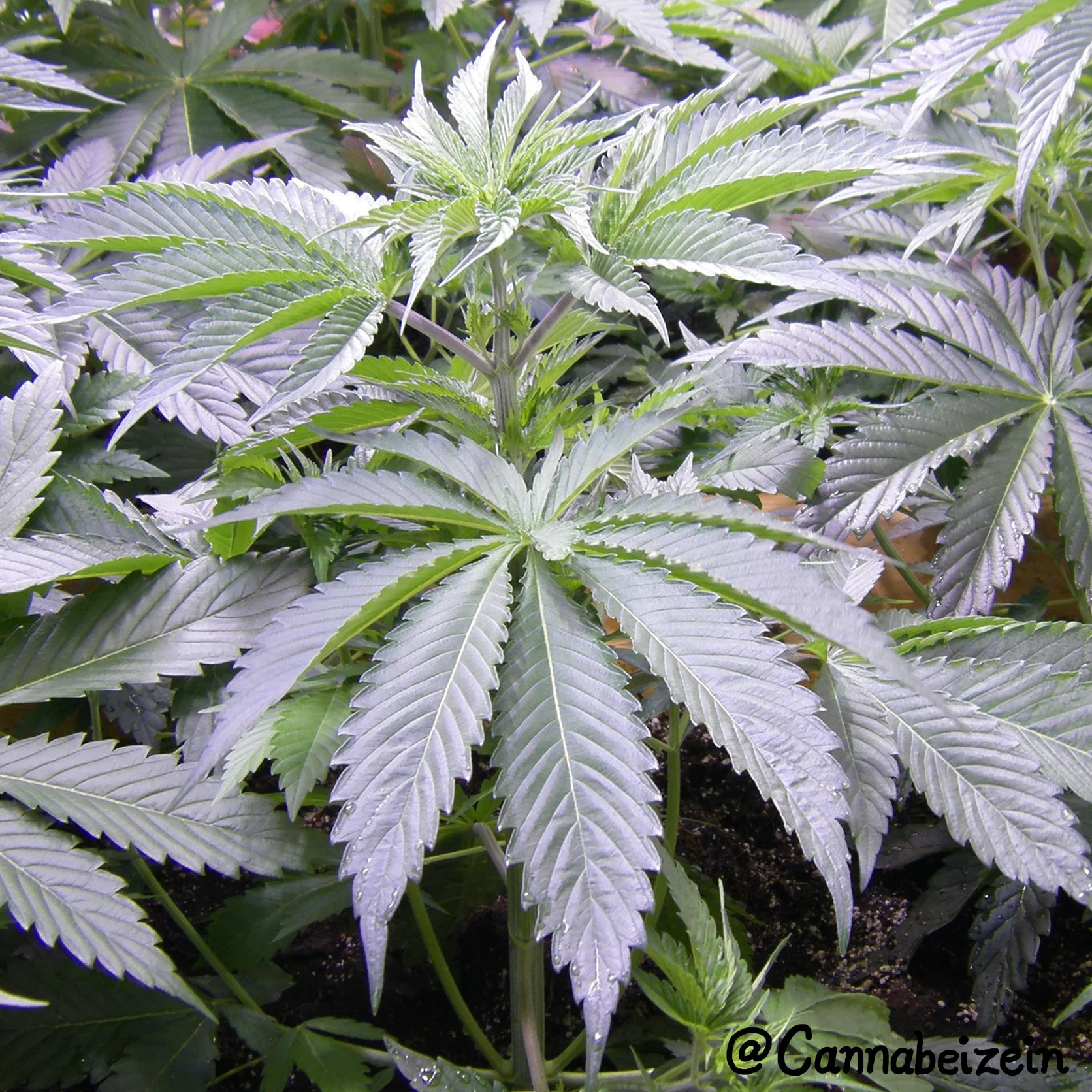 Cannabeizein 0143 - Chuy Indoors 2015 Veg Day 36 copy.jpg