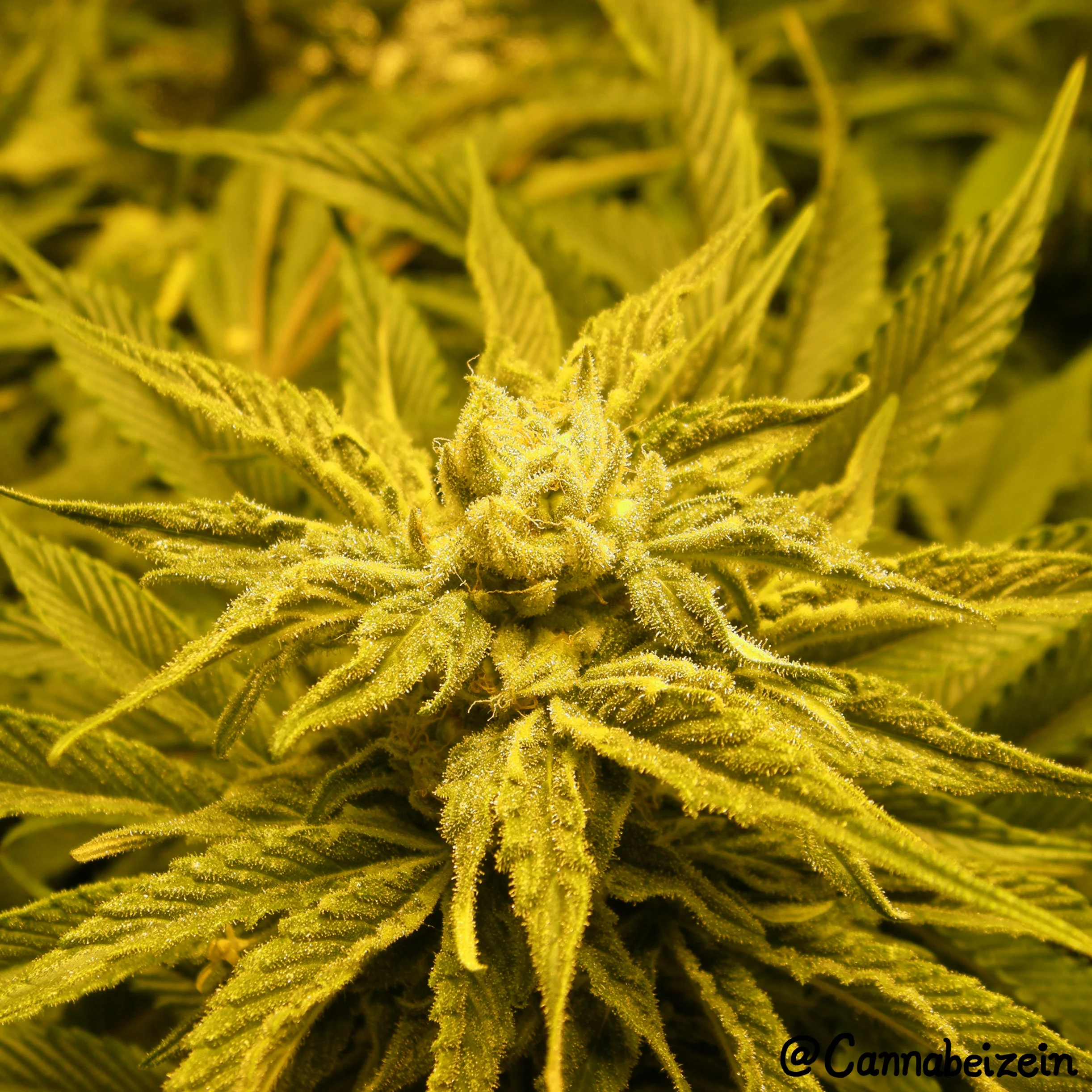 Cannabeizein 0168 - PollinatedTree of Life Indoors 2016 Flowering Day 33 copy.jpg