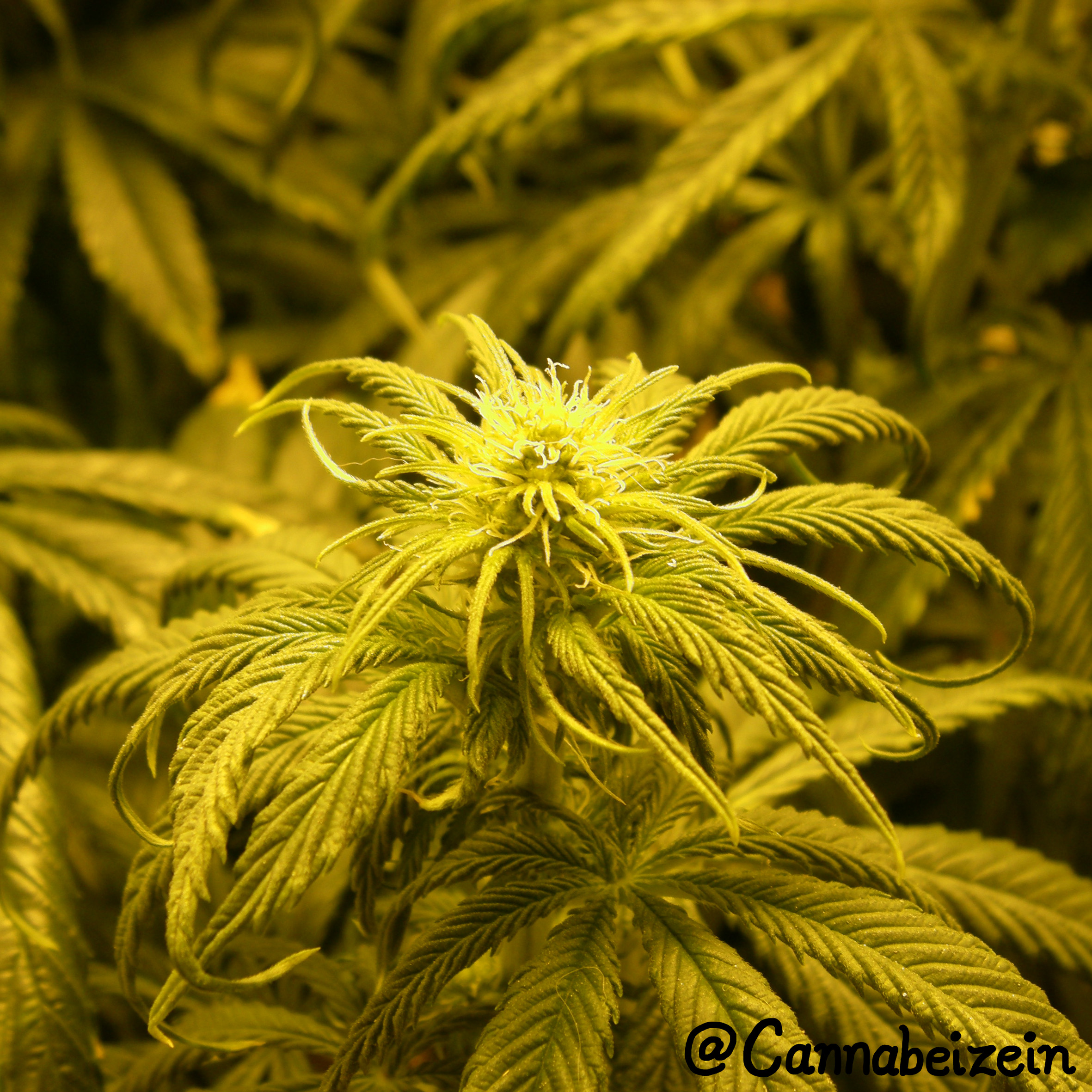 Cannabeizein 0148 - Chuy Indoors 2016 Flowering Day 19 copy.jpg