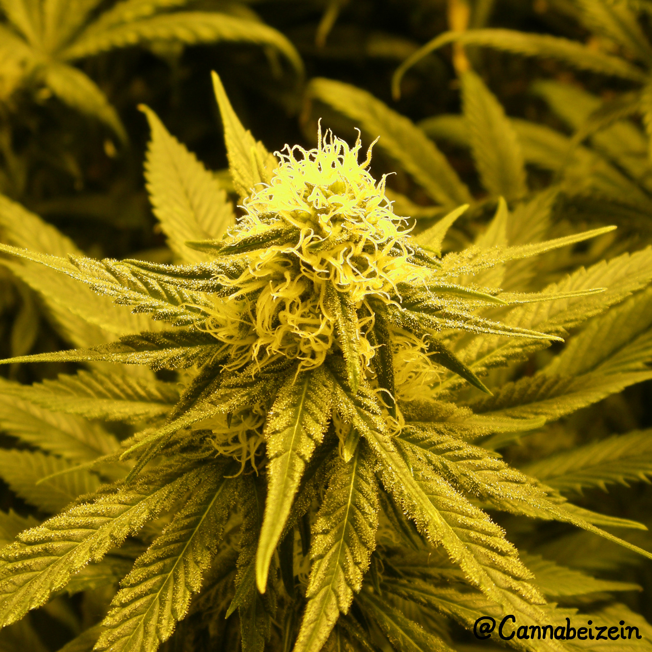 Cannabeizein 0154 - Chuy Indoors 2016 Flowering Day 29 copy.jpg