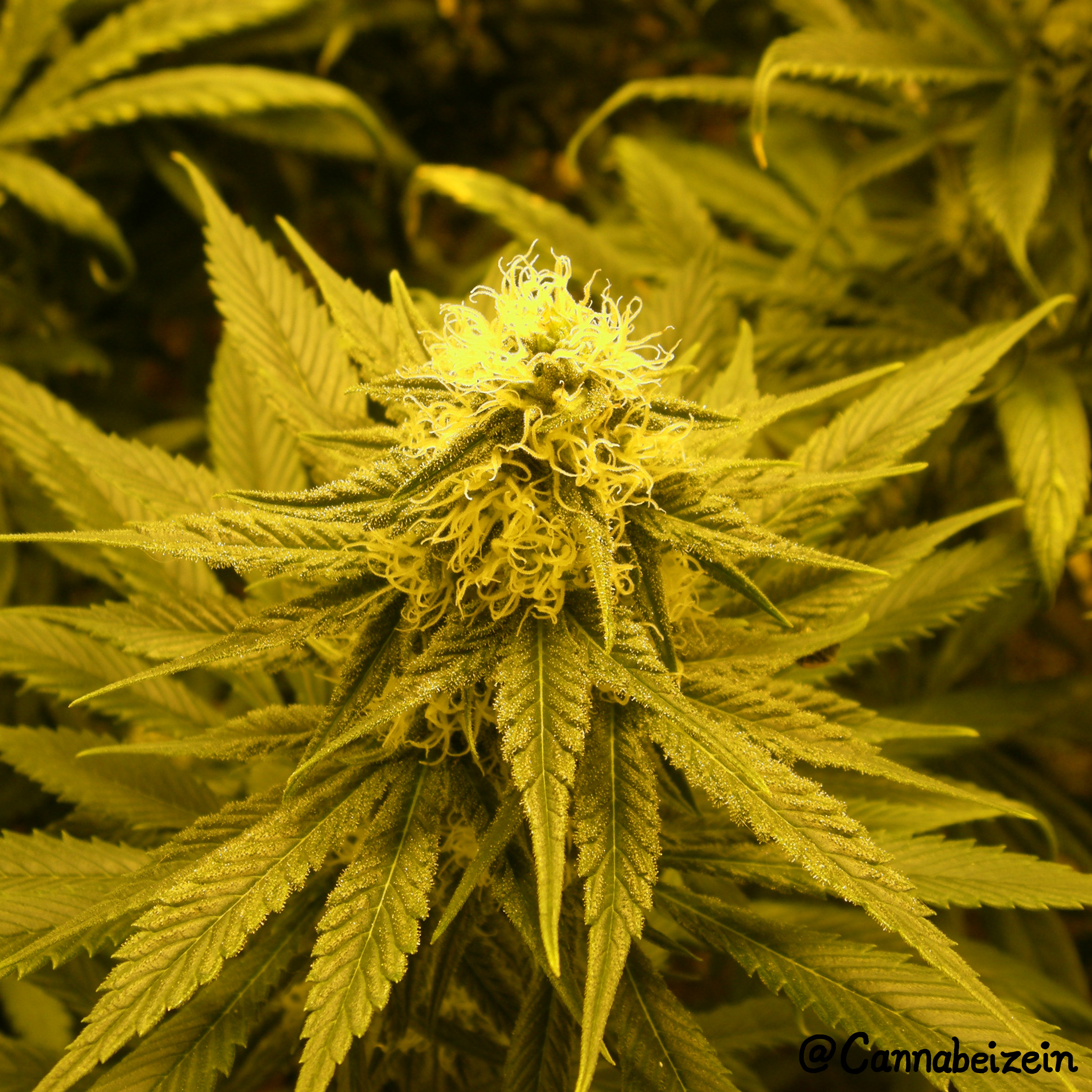 Cannabeizein 0157 - Chuy Indoors 2016 Flowering Day 32 copy.jpg