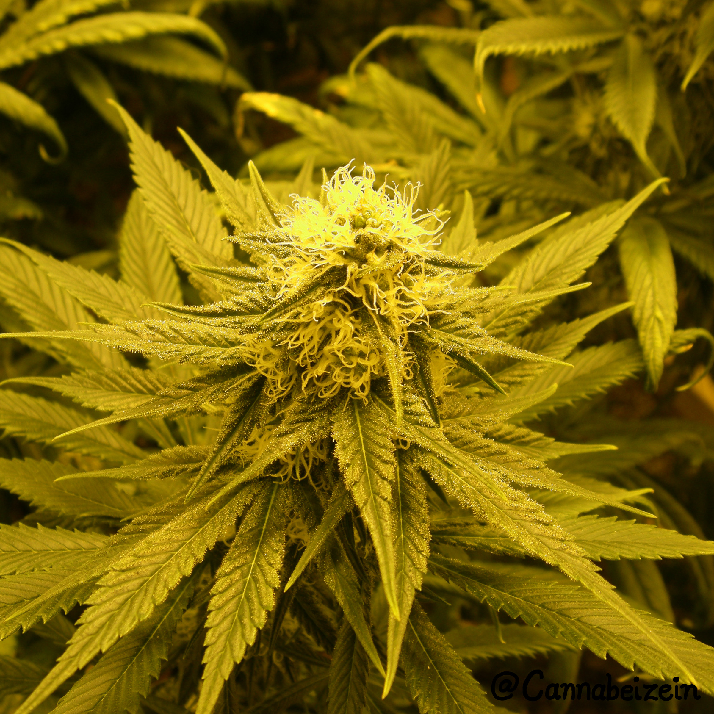 Cannabeizein 0158 - Chuy Indoors 2016 Flowering Day 33 copy.jpg