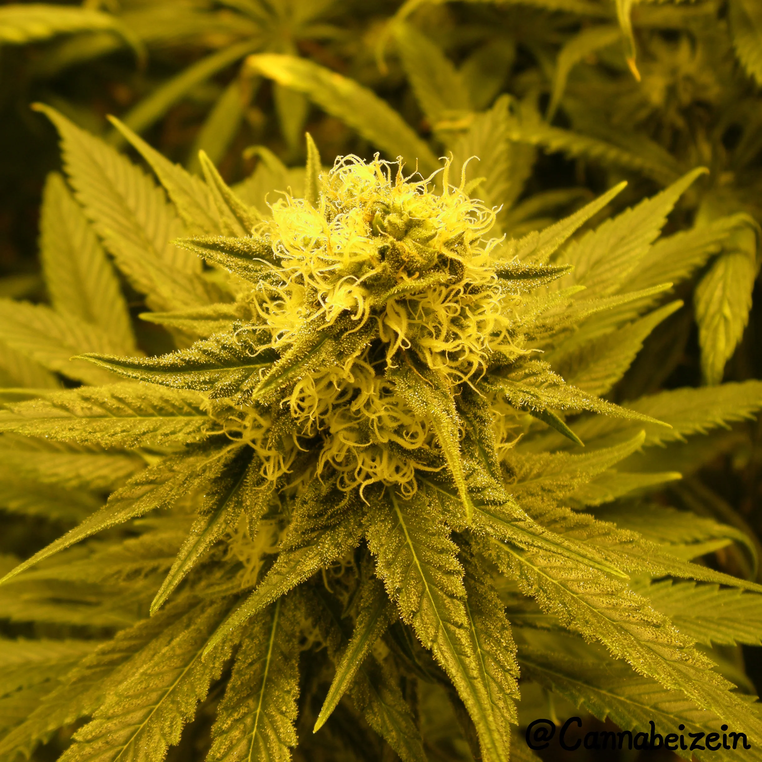 Cannabeizein 0161 - Chuy Indoors 2016 Flowering Day 36 copy.jpg