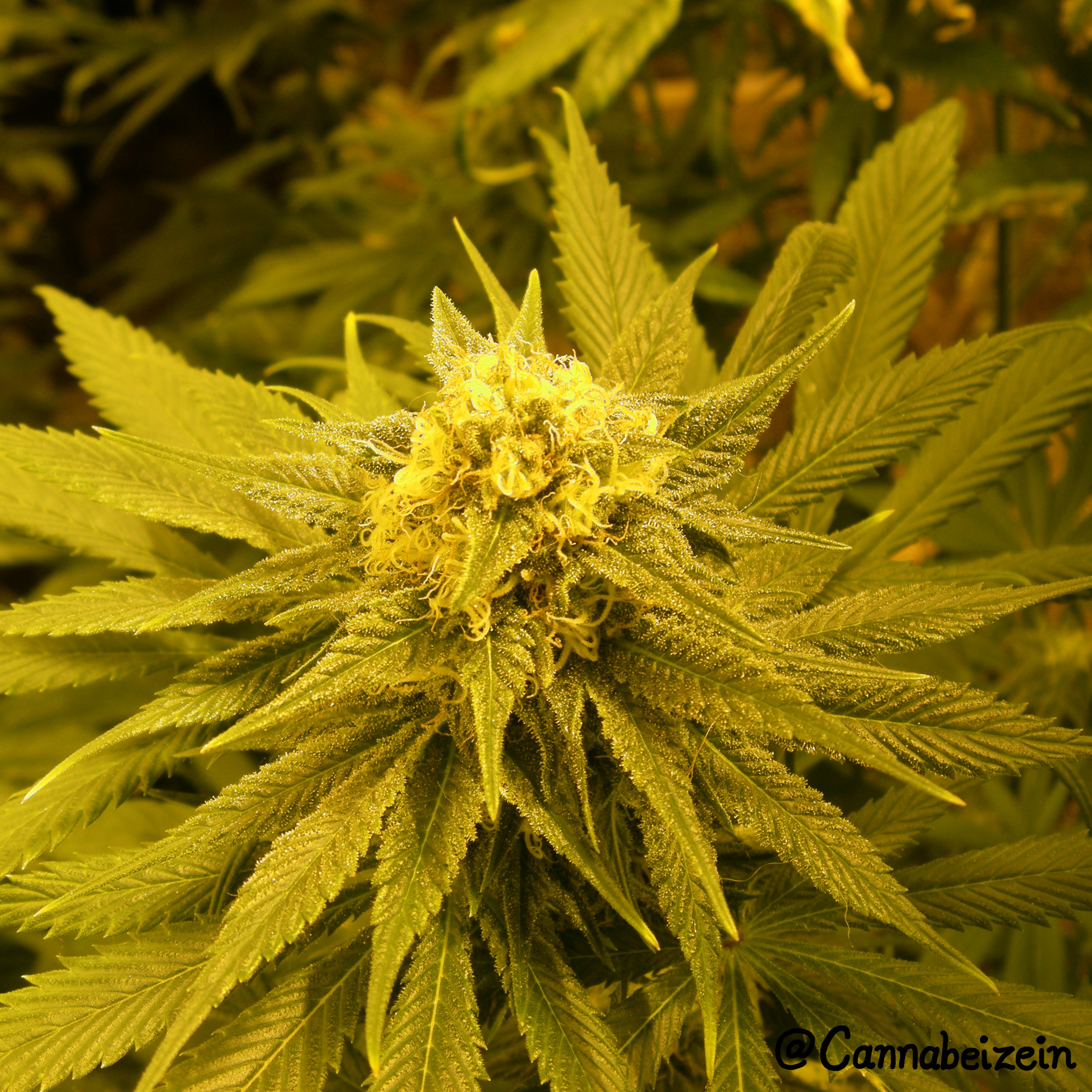 Cannabeizein 0163 - Chuy Indoors 2016 Flowering Day 39 copy.jpg