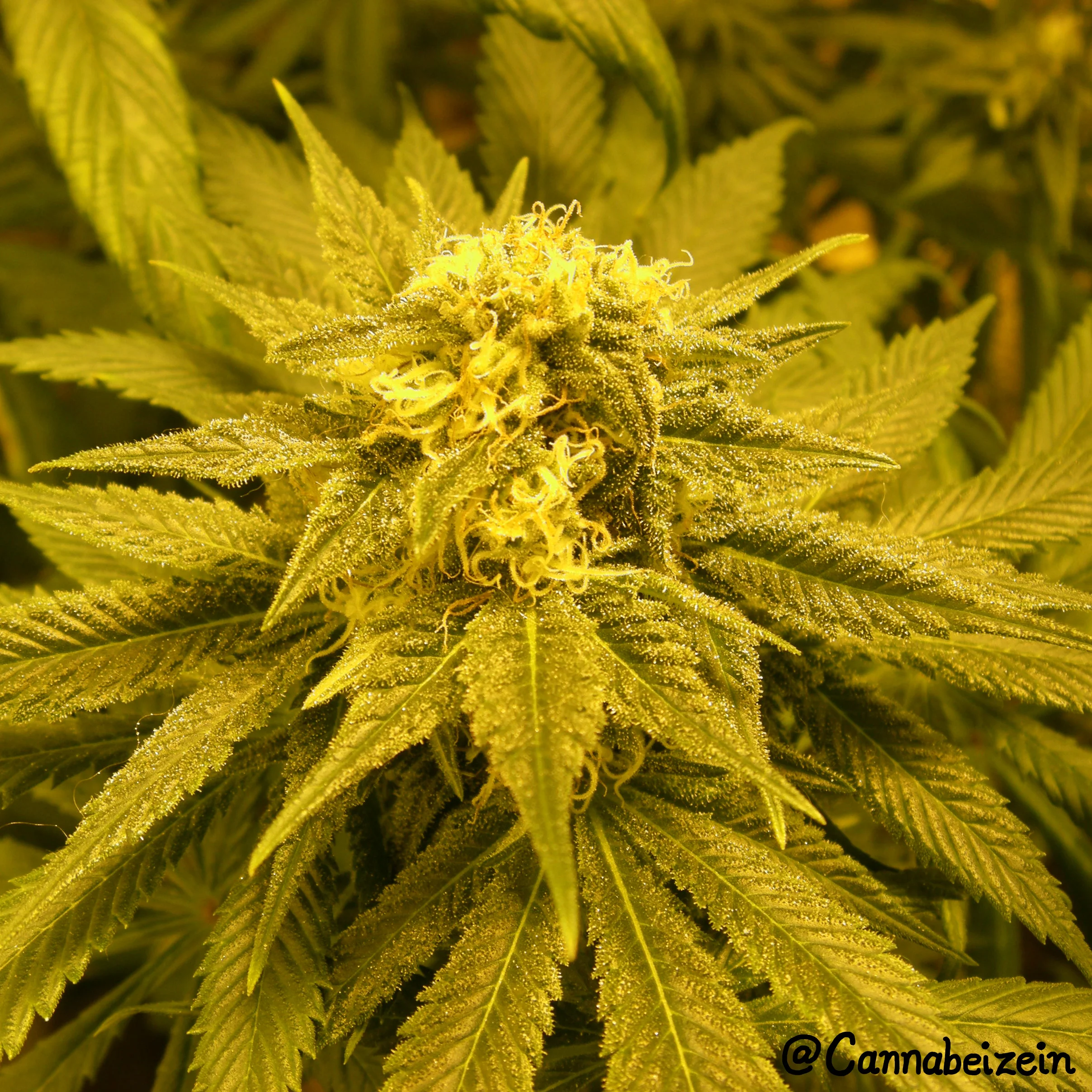 Cannabeizein 0164 - Chuy Indoors 2016 Flowering Day 40 copy.jpg