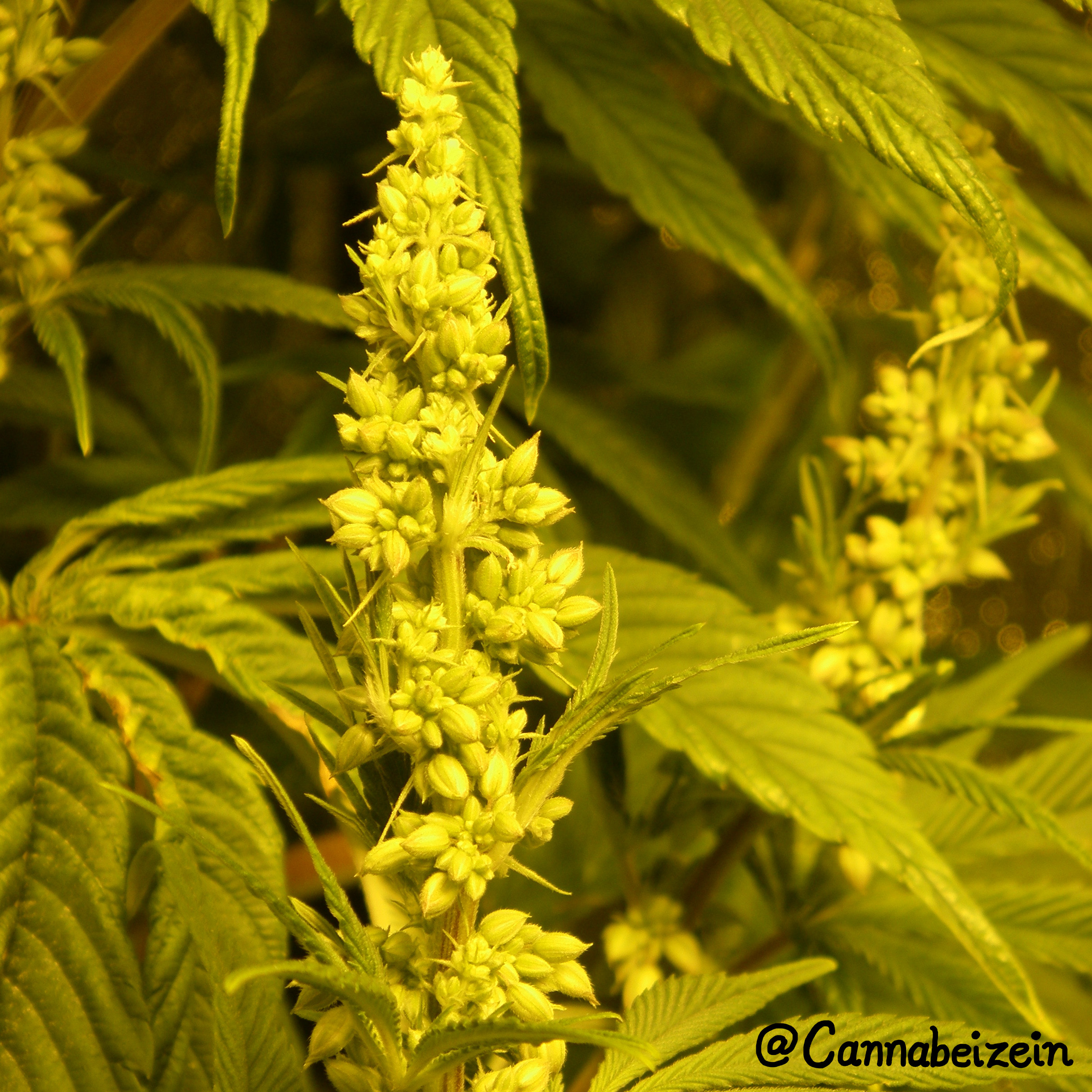 Cannabeizein 0165 - Chuy Male Plant Indoors 2016 Flowering Day 22 copy.jpg