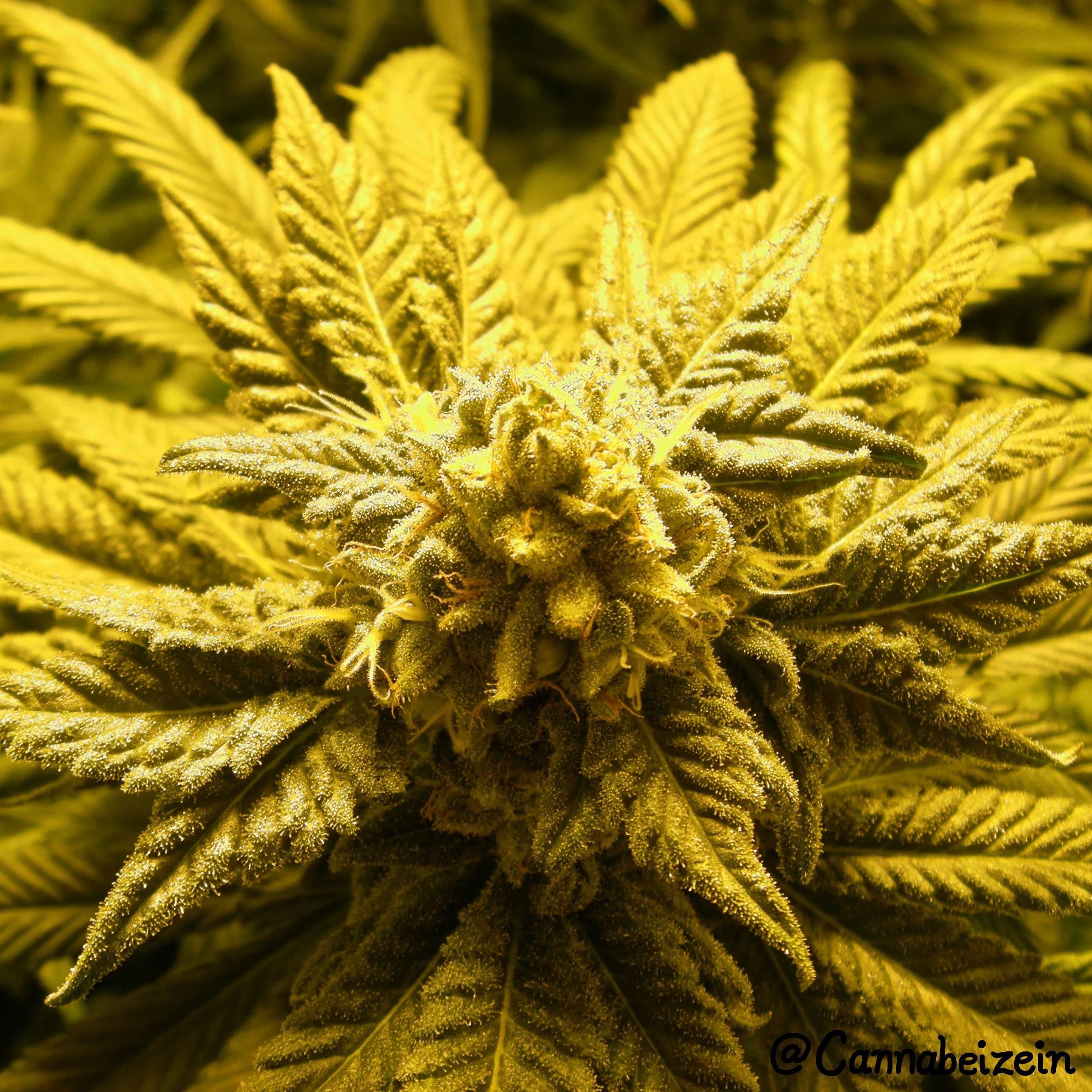 Cannabeizein 0167 - Pollinated LBSD Indoors 2016 Flowering Day 38 copy.jpg
