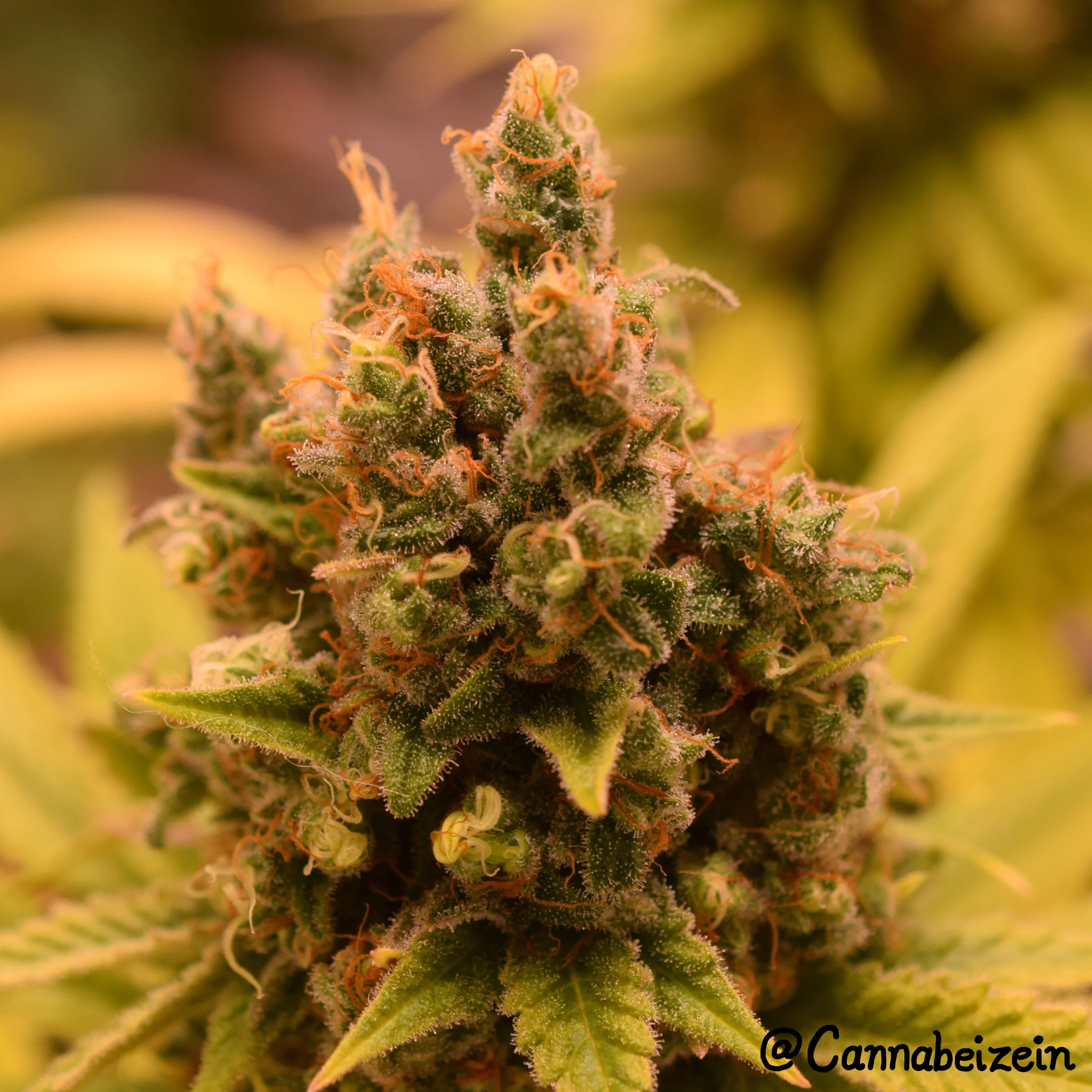 Cannabeizein 0172 - Chuy - Flowering Day 64 - DSC_0198.jpg