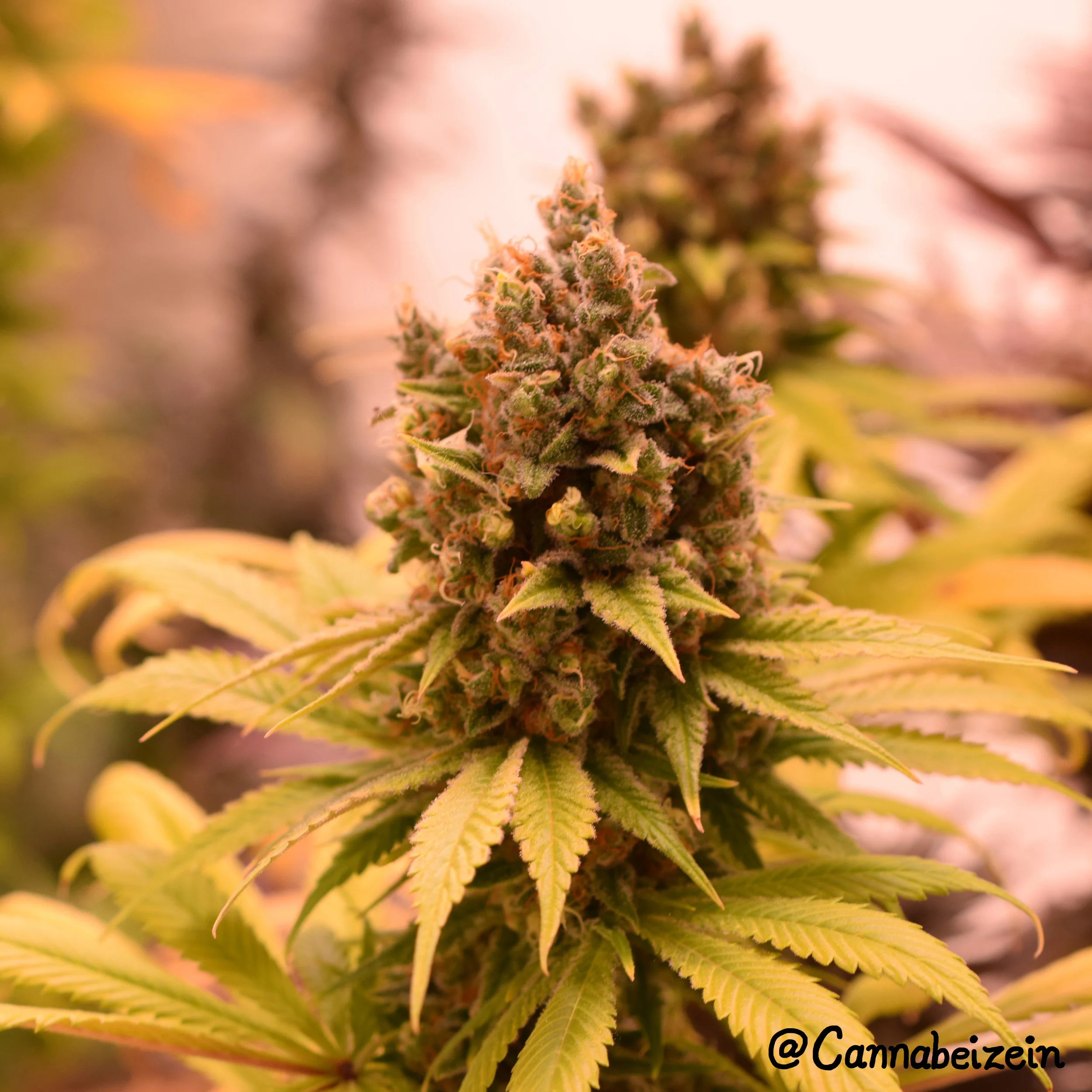Cannabeizein 0176 - Chuy - Flowering Day 64 - DSC_0335.jpg