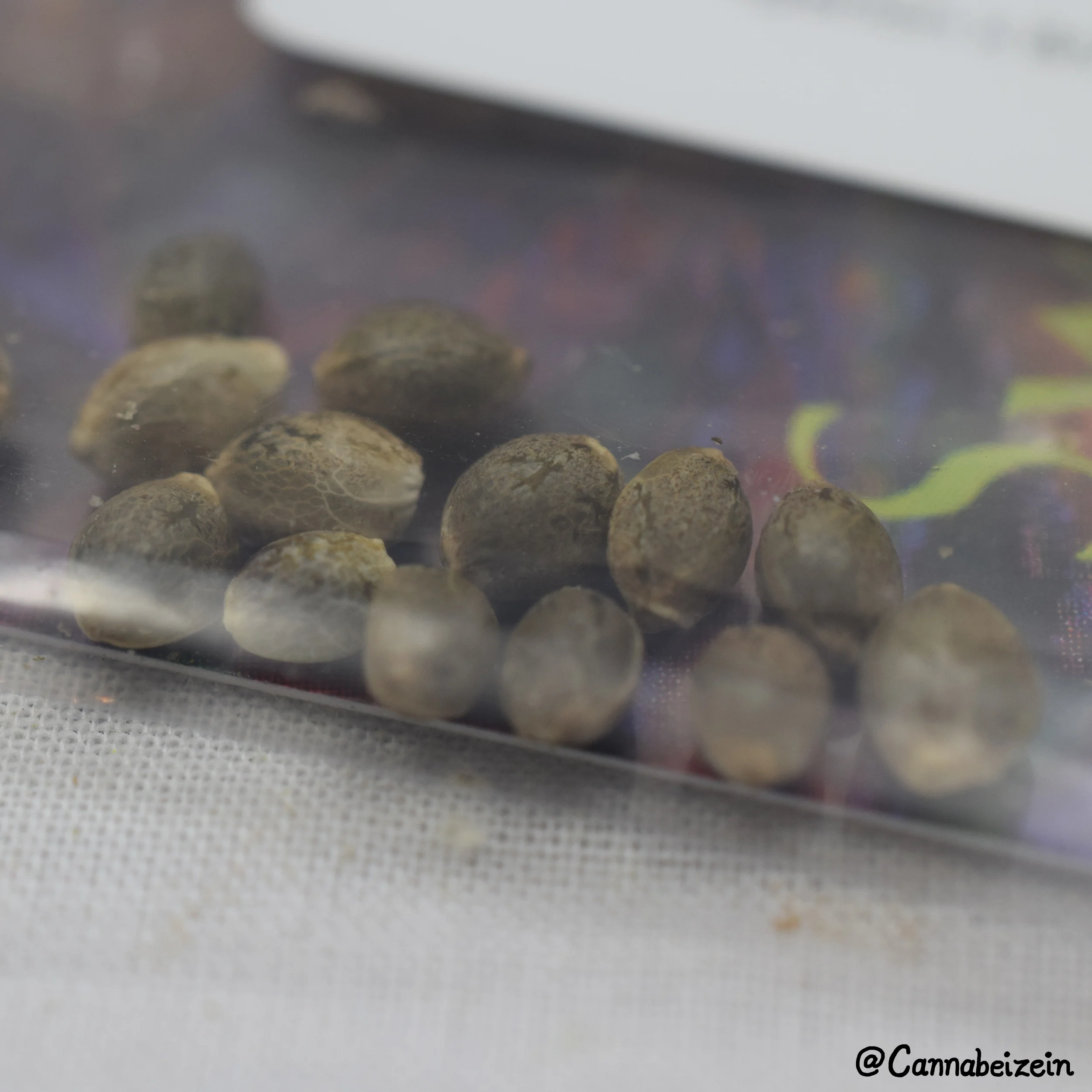Cannabeizein 0201 - Swami Seeds - copy.jpg