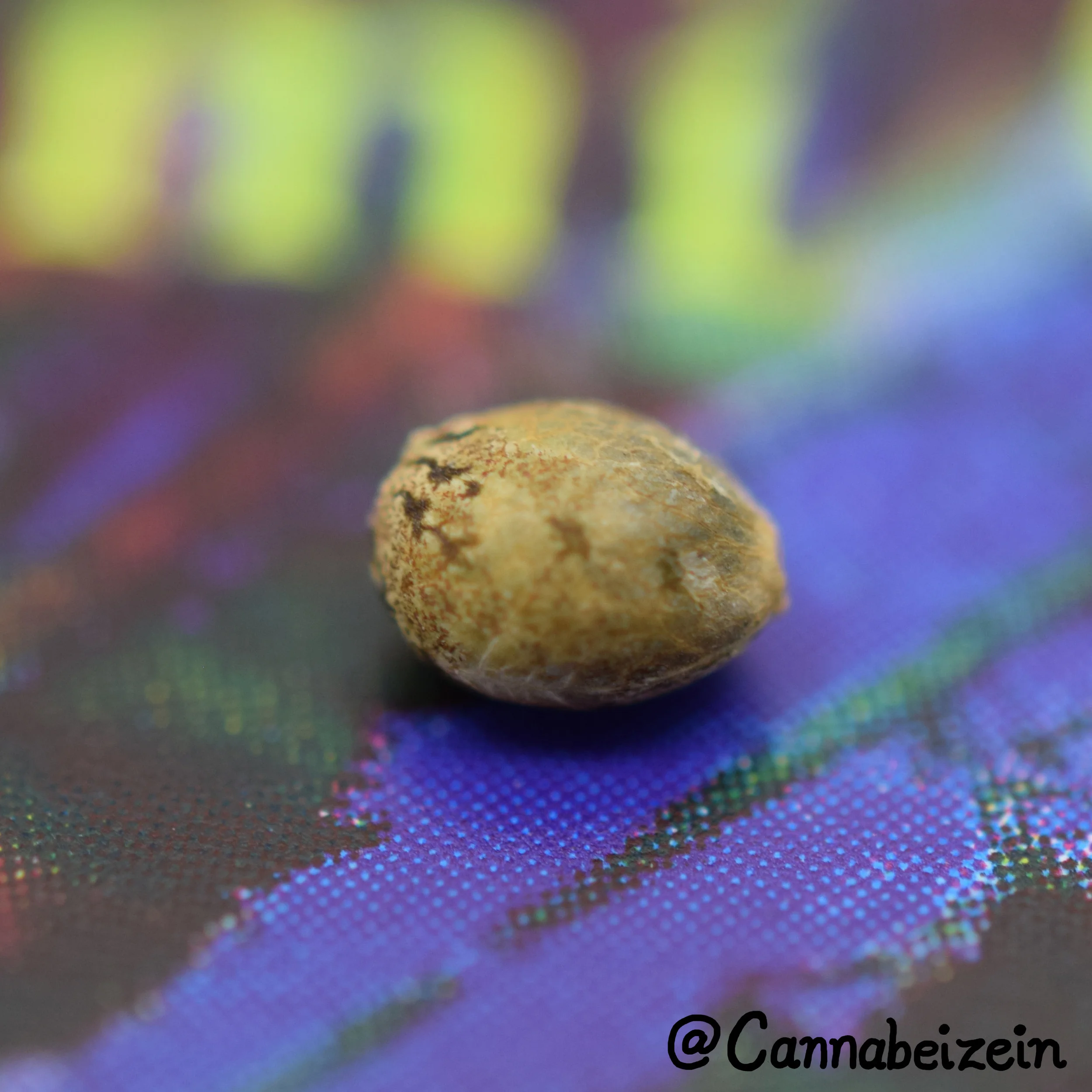 Cannabeizein 0210 - Swami Seeds - DSC_0199 copy.jpg
