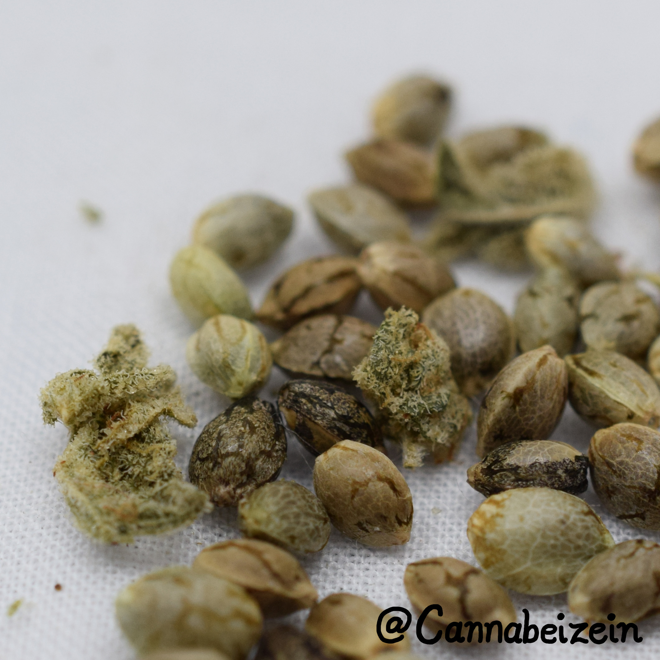 Cannabeizein 0213 - Mystery Mix Seeds - DSC_0782 copy.jpg