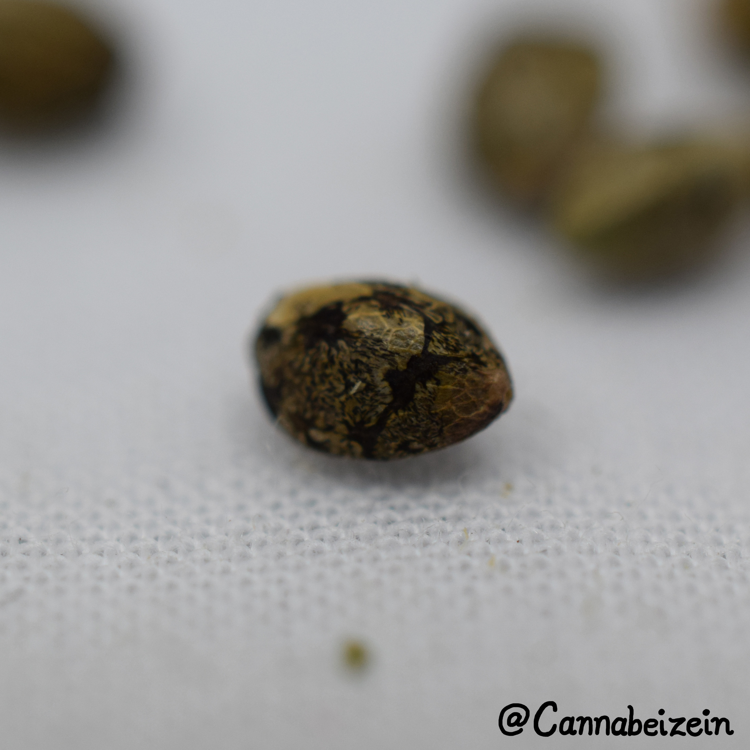 Cannabeizein 0214 - Mystery Mix Seeds - DSC_0787 copy.jpg