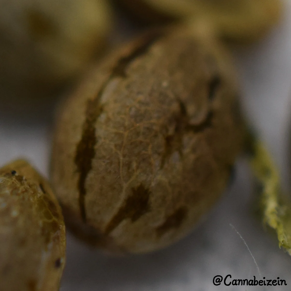 Cannabeizein 0216 - Mystery Mix Seeds - DSC_0793 copy.jpg