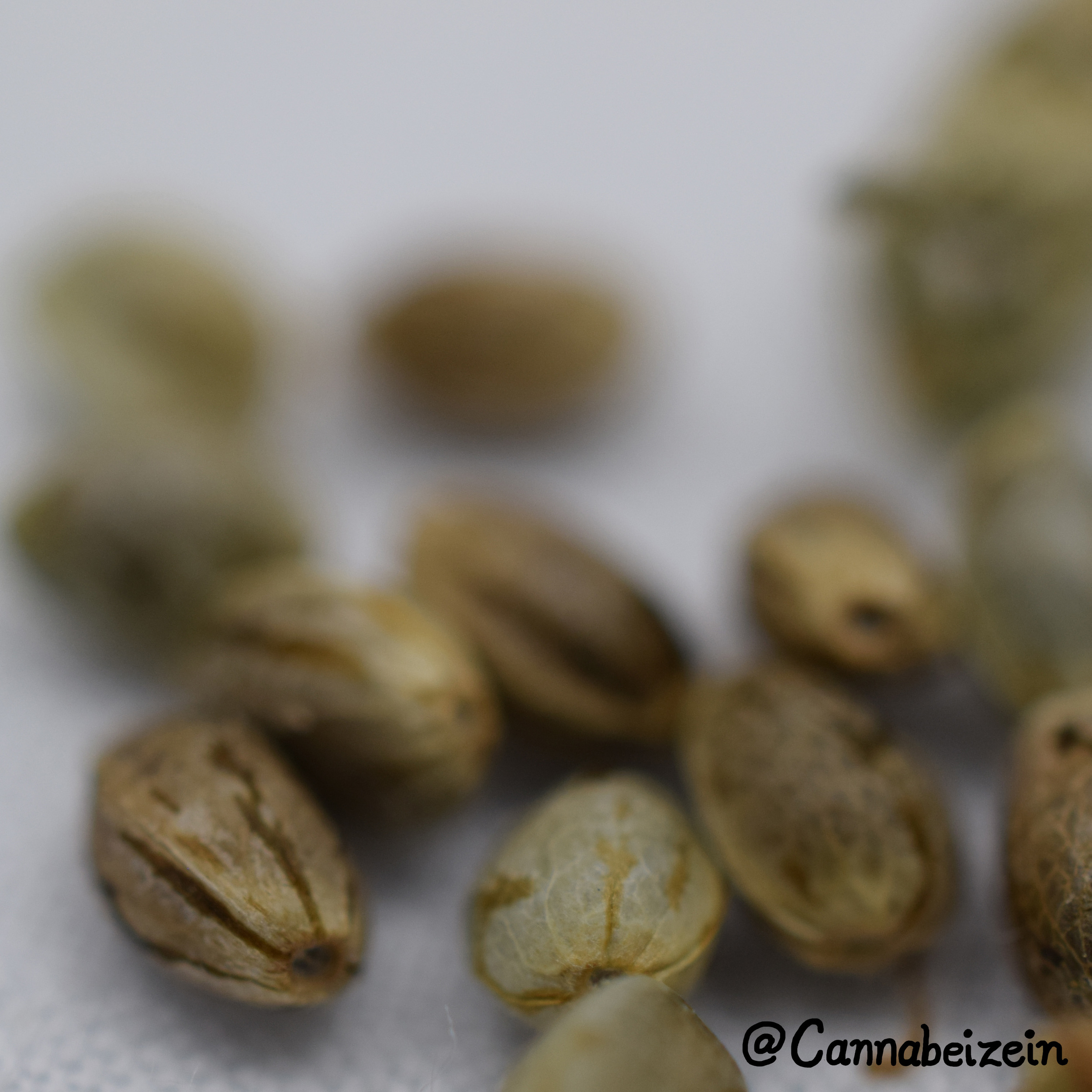 Cannabeizein 0218 - Mystery Mix Seeds - DSC_0802.jpg