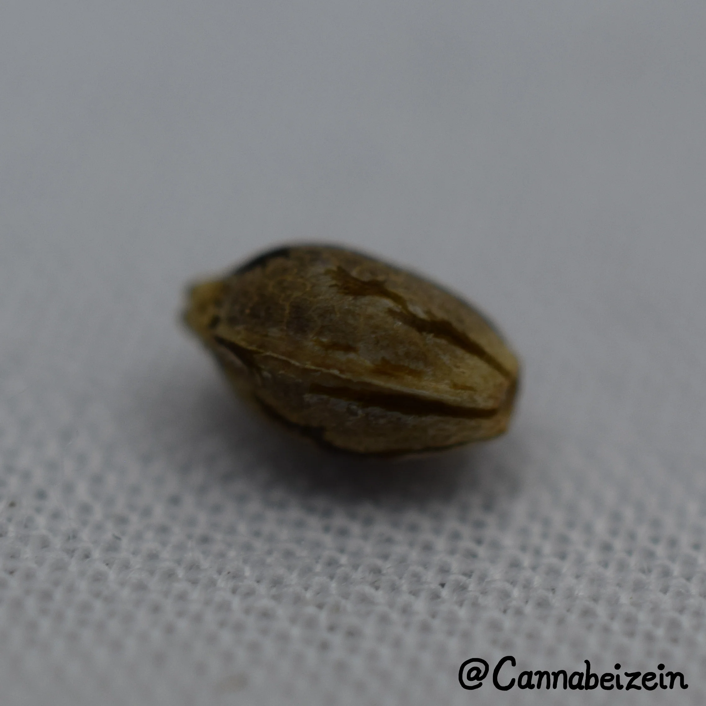 Cannabeizein 0219 - Mystery Mix Seeds - DSC_0804 copy.jpg