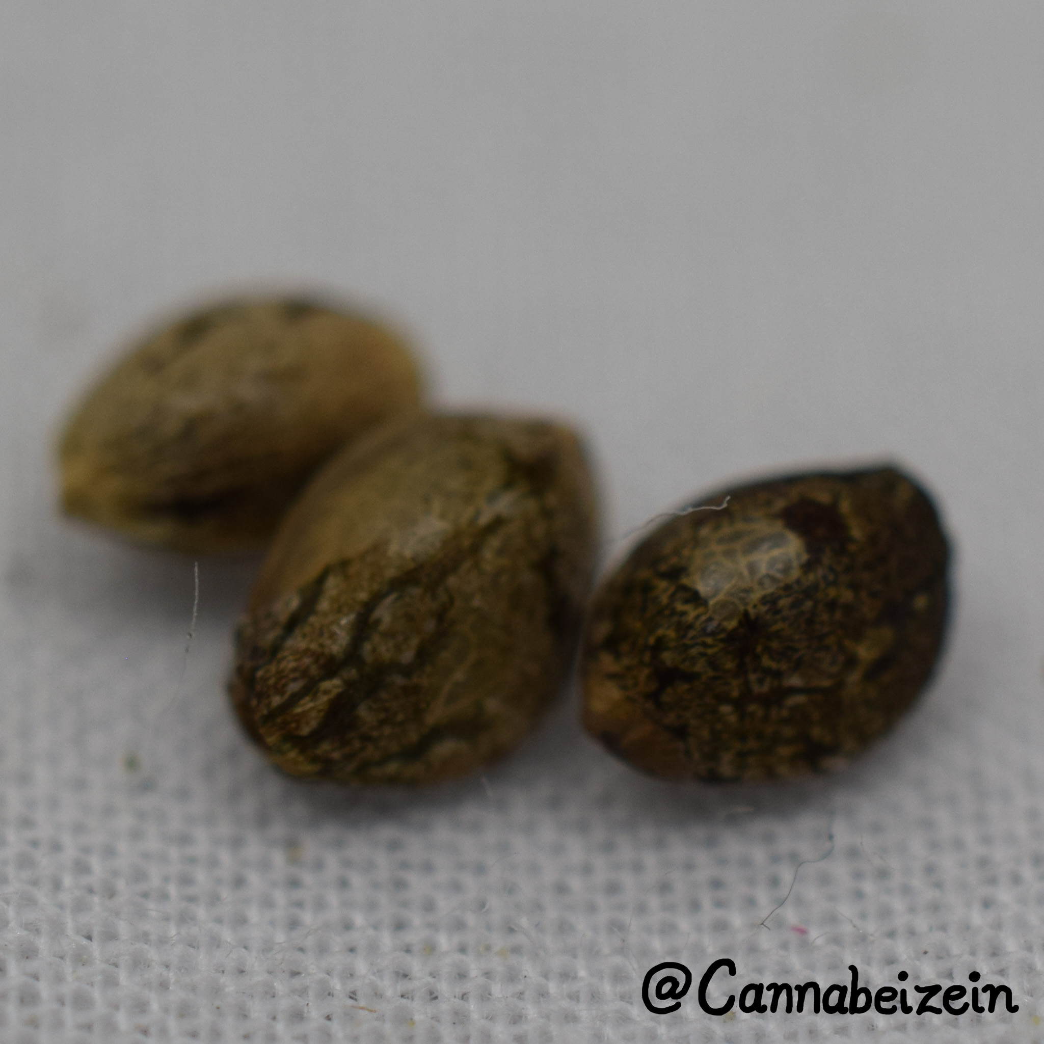 Cannabeizein 0221 - Mystery Mix Seeds - DSC_0815 copy.jpg