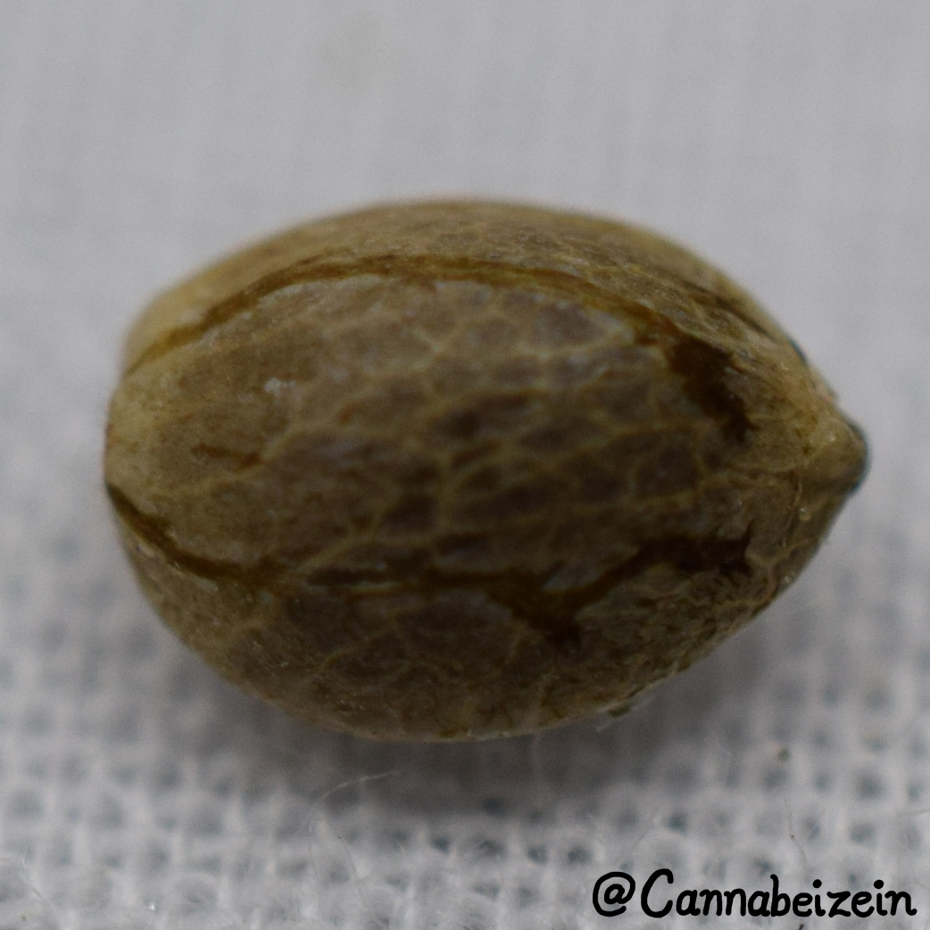 Cannabeizein 0222 - Mystery Mix Seeds - DSC_0816 copy.jpg