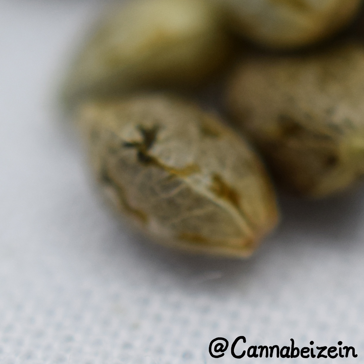 Cannabeizein 0228 - Mystery Mix Seeds - DSC_0821.jpg