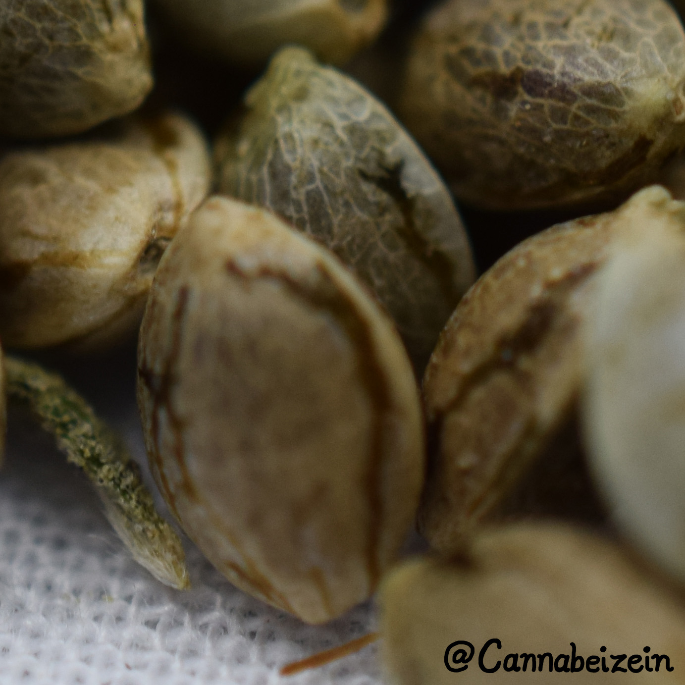 Cannabeizein 0229 - Mystery Mix Seeds - DSC_0822 copy.jpg