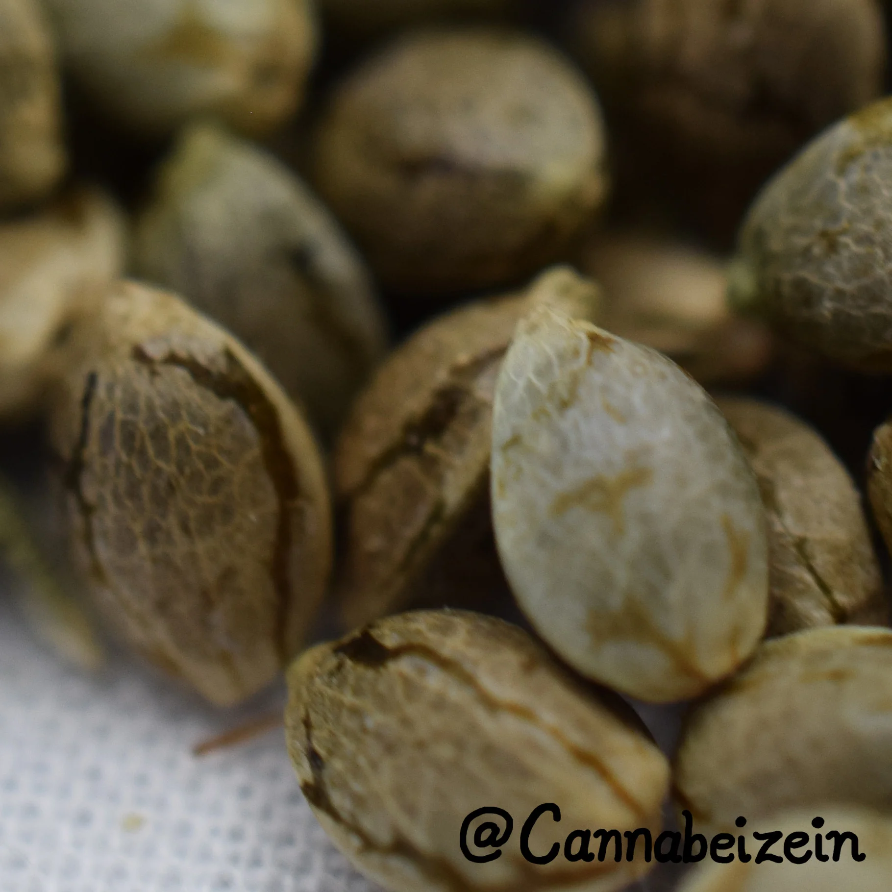Cannabeizein 0230 - Mystery Mix Seeds - DSC_0823 copy.jpg