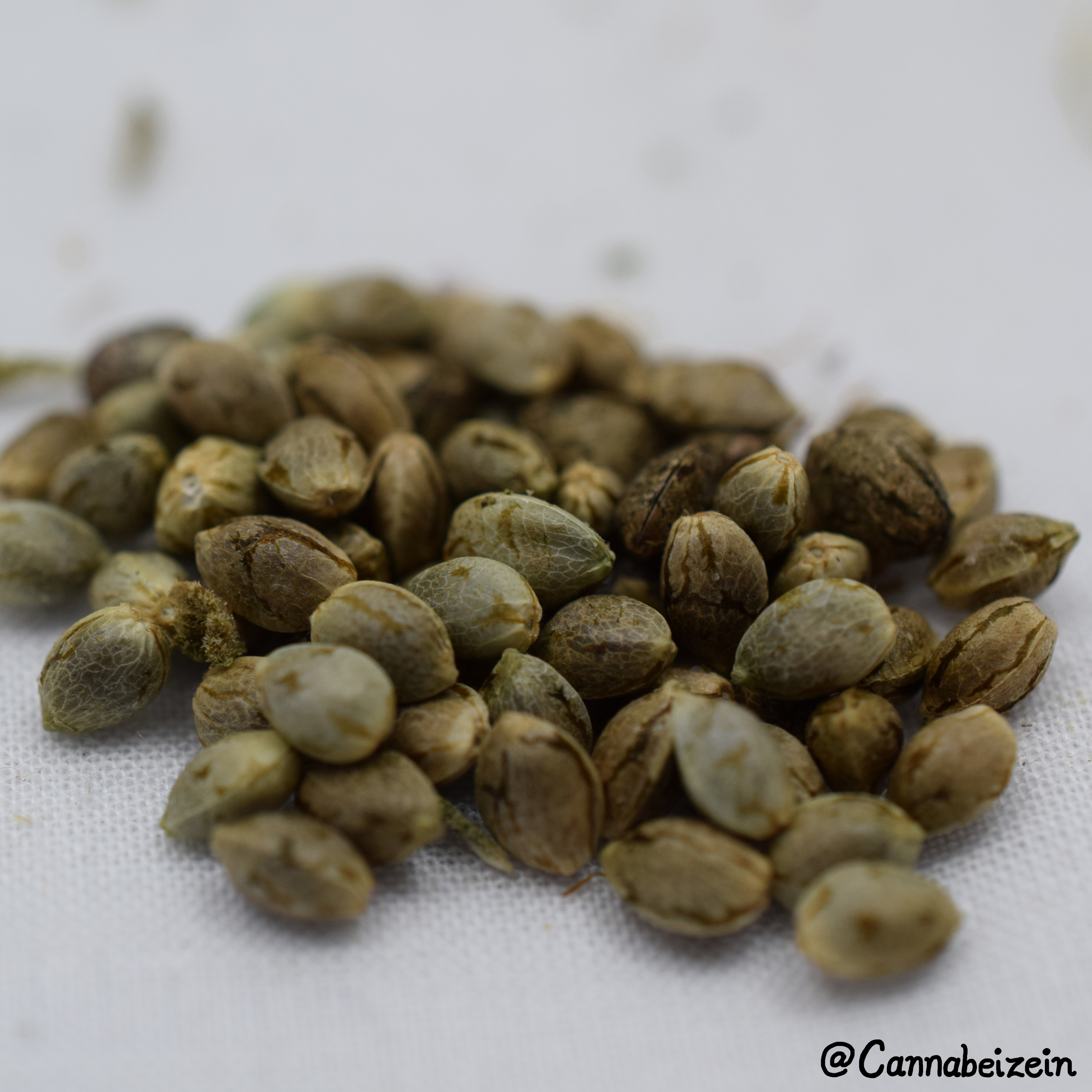 Cannabeizein 0231 - Mystery Mix Seeds - DSC_0827 copy.jpg