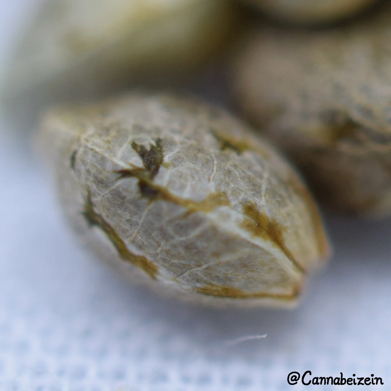 Cannabeizein 0235 - Mystery Mix Seeds - DSC_0831 copy.jpg