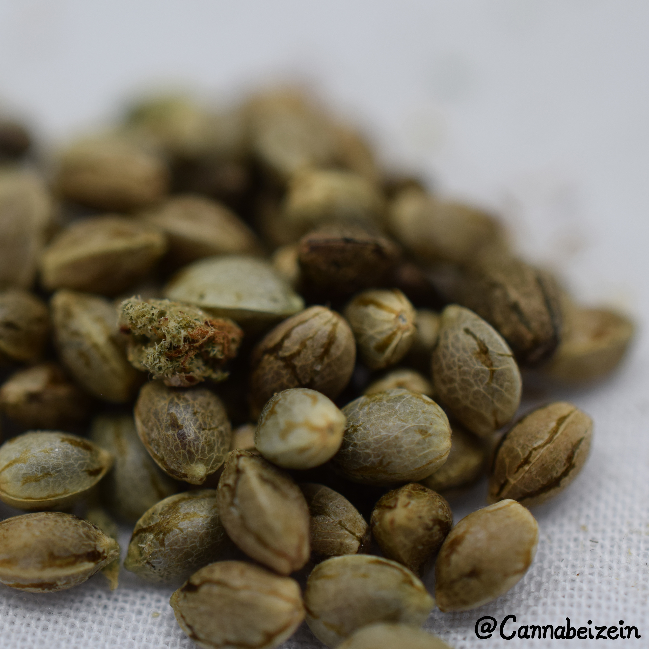 Cannabeizein 0240 - Mystery Mix Seeds - DSC_0817 copy.jpg