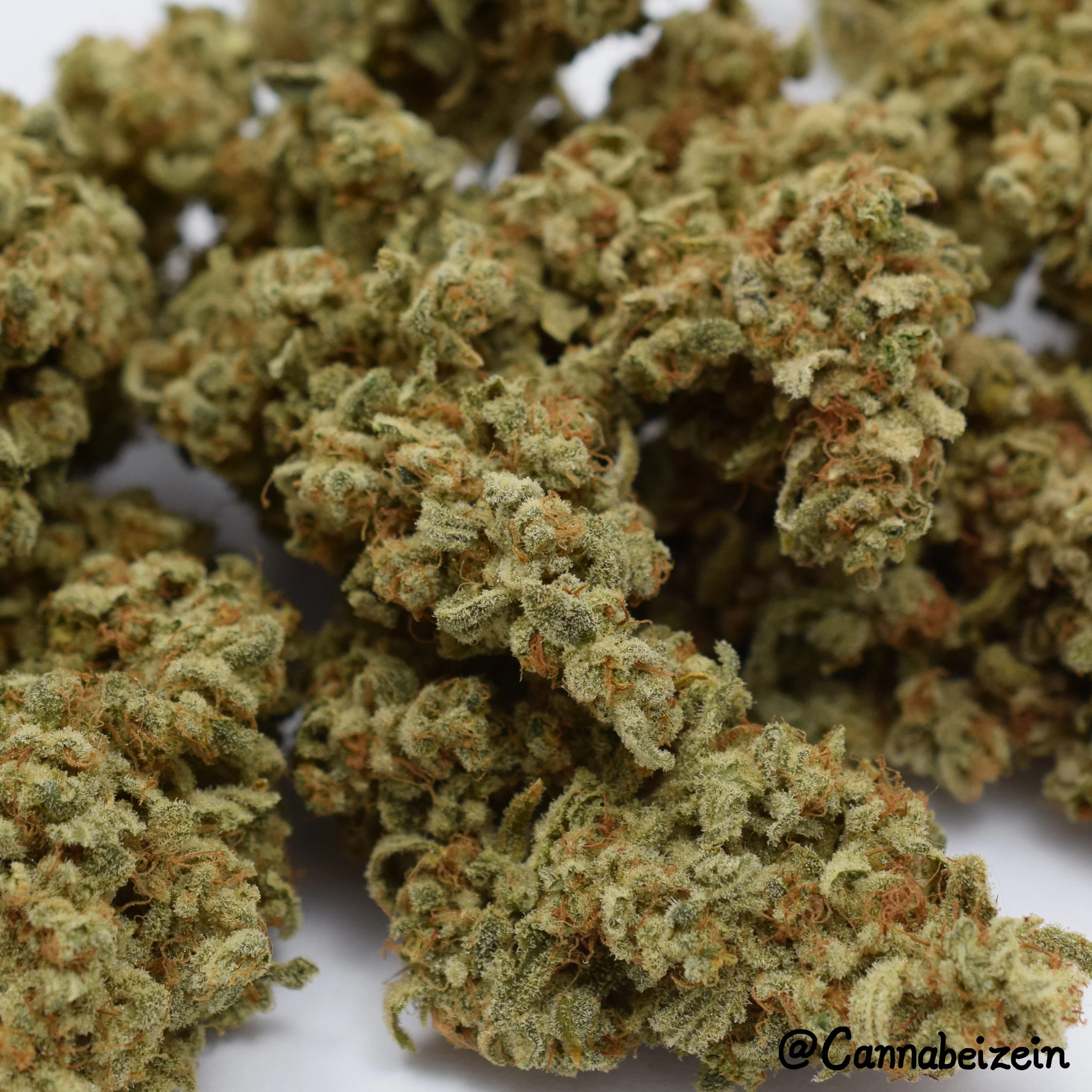 A closer look of some Tree of Life buds.