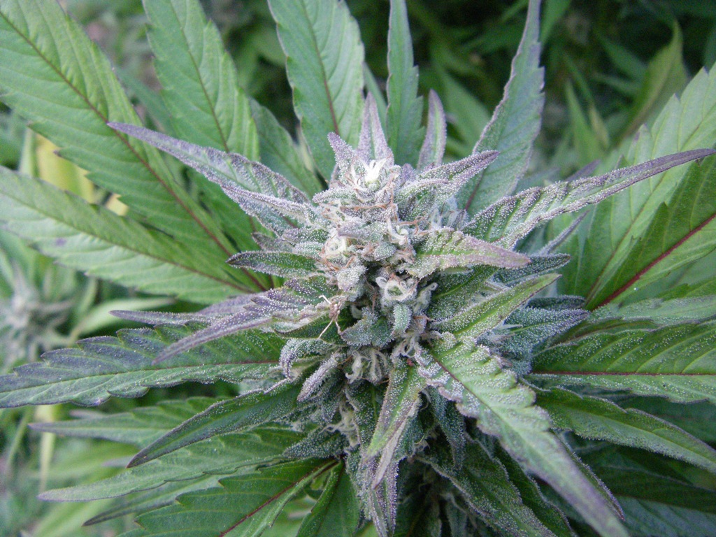 Outdoor Blueberry