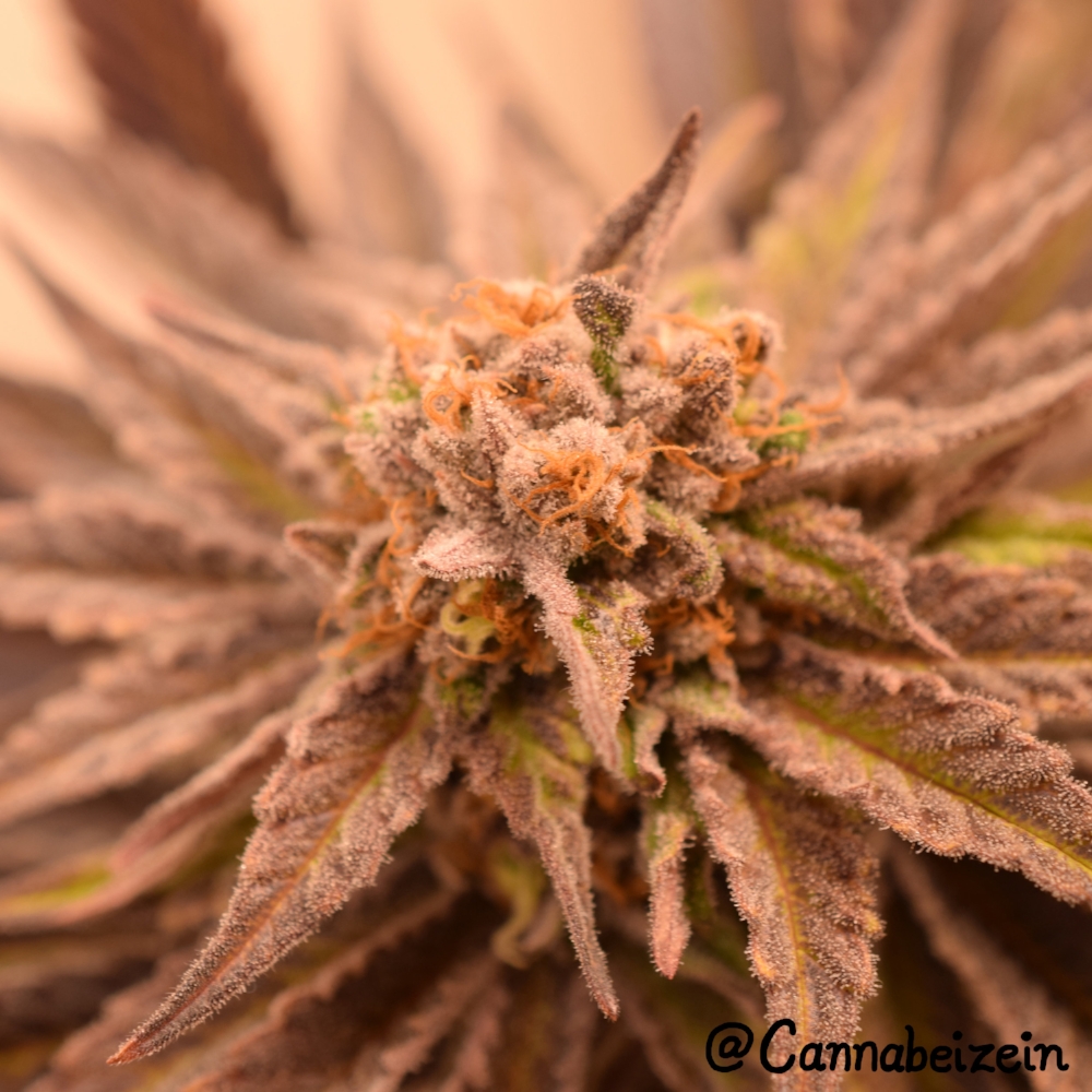 Chuy Purps