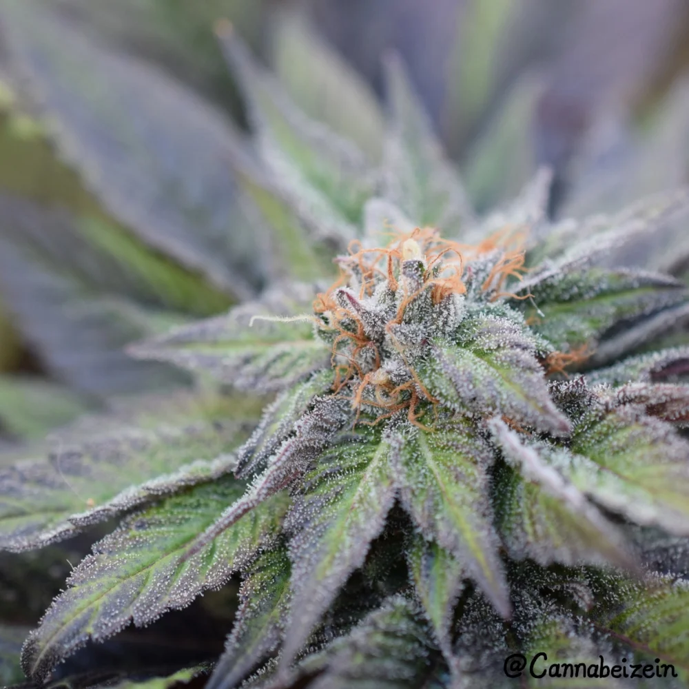 Blueberry X Jesus OG