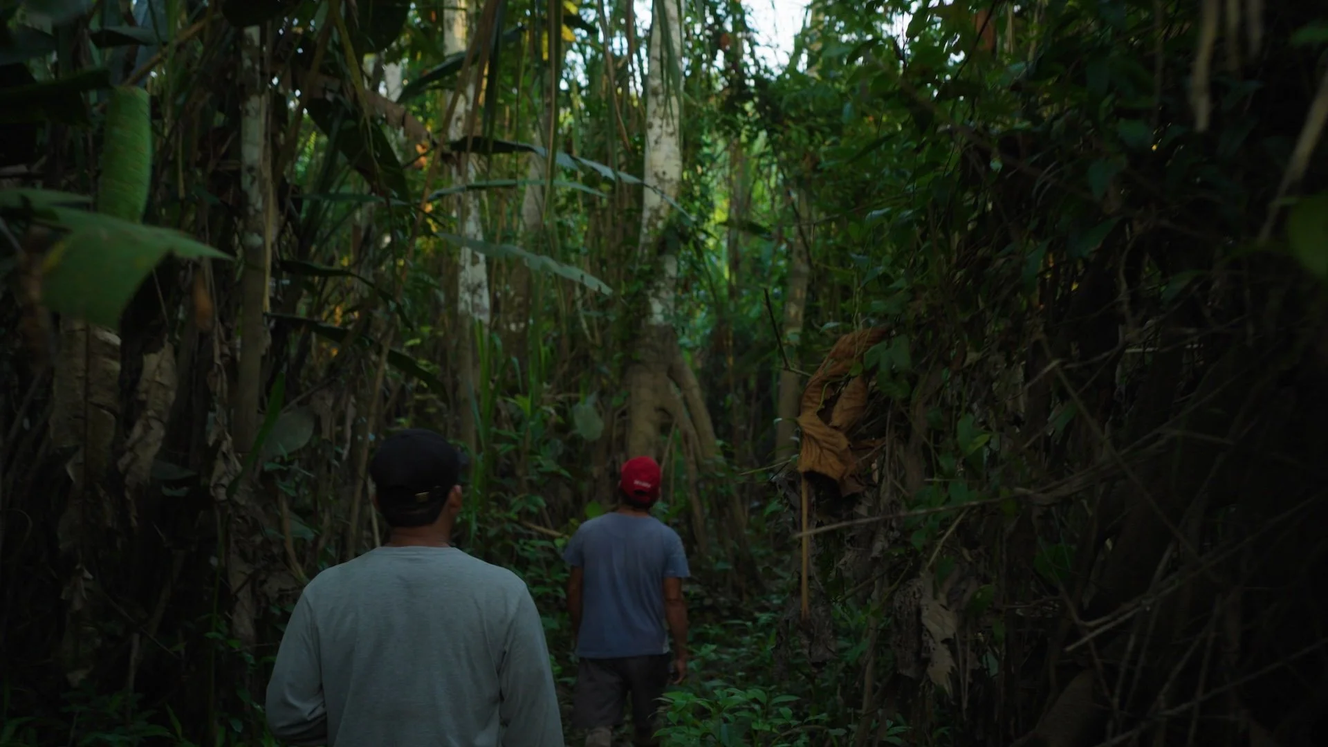 walking through the native jungle