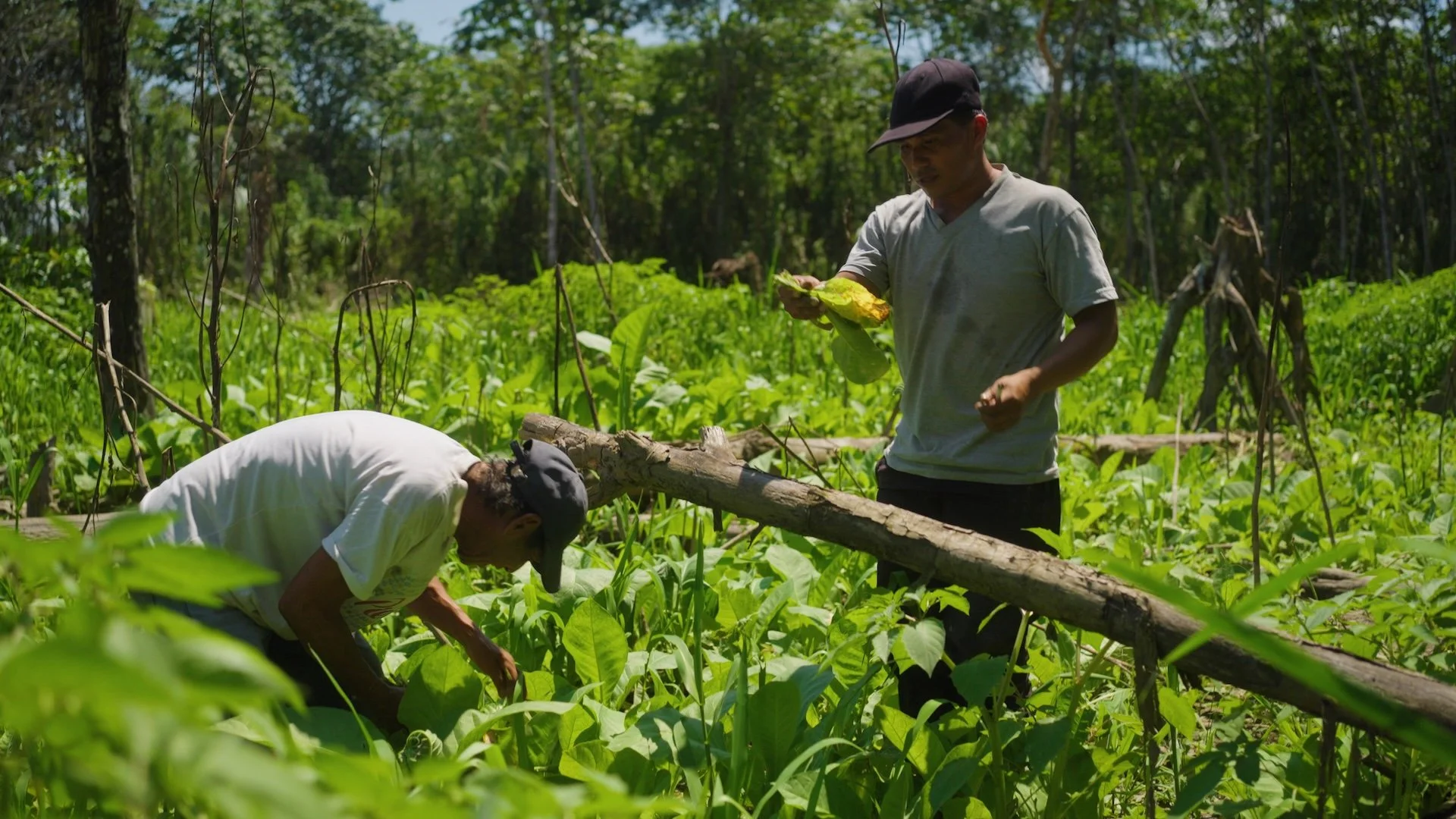 tobacco farm