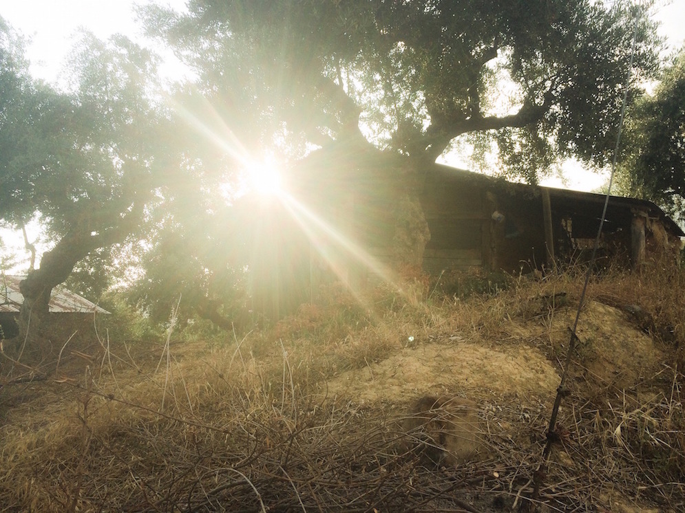 1Homescreen copy.JPG