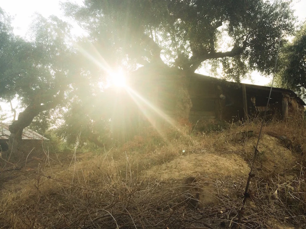 1Homescreen copy.JPG