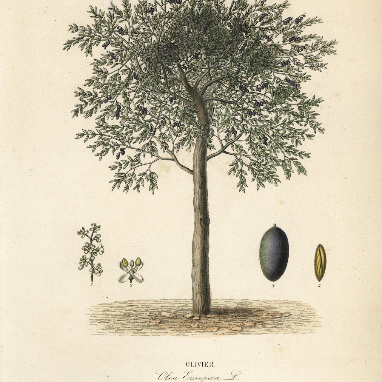 olive tree.jpg