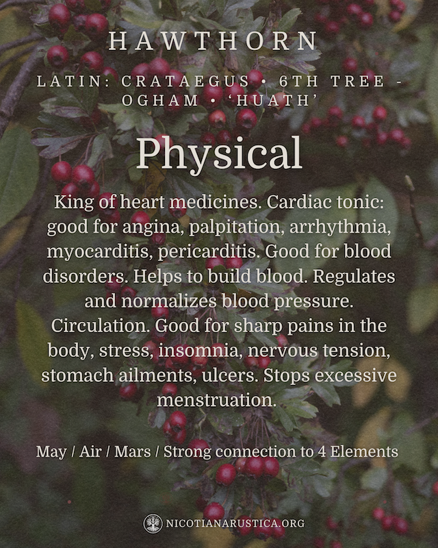 Spiritual Hawthorn Tree Post (1800 x 1800 px) (Instagram Post (45)) - 2.PNG