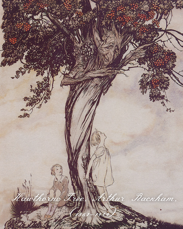 Spiritual Hawthorn Tree Post (1800 x 1800 px) (Instagram Post (45)) - 5.PNG