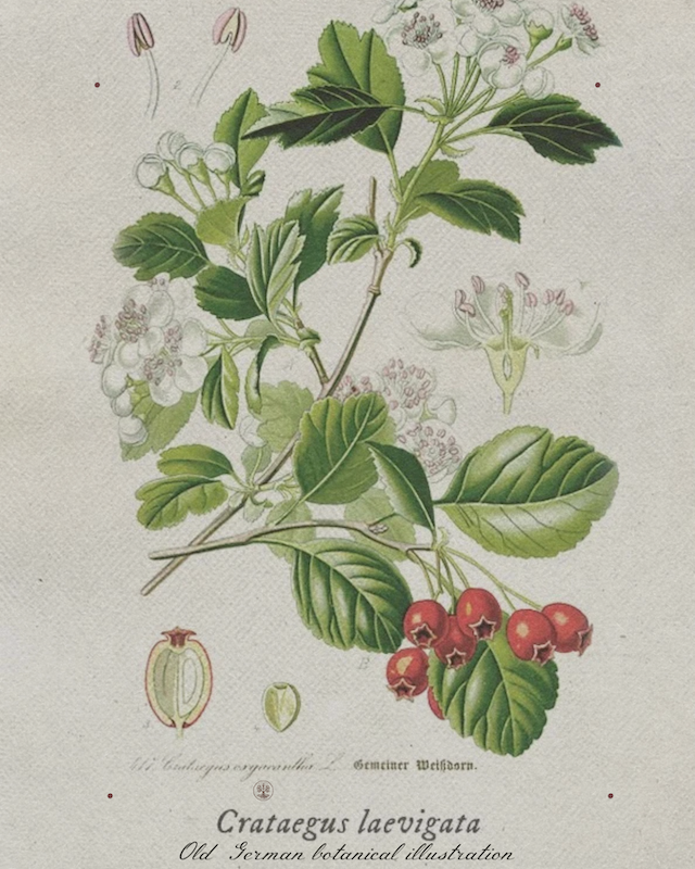 Spiritual Hawthorn Tree Post (1800 x 1800 px) (Instagram Post (45)) - 8.PNG