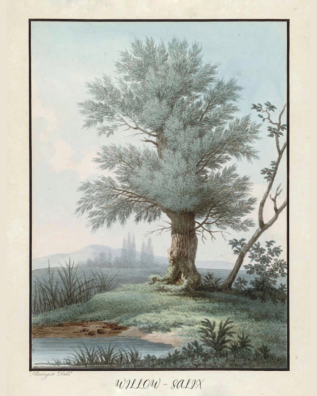 Willow tree drawing (1080 x 1350 px).PNG