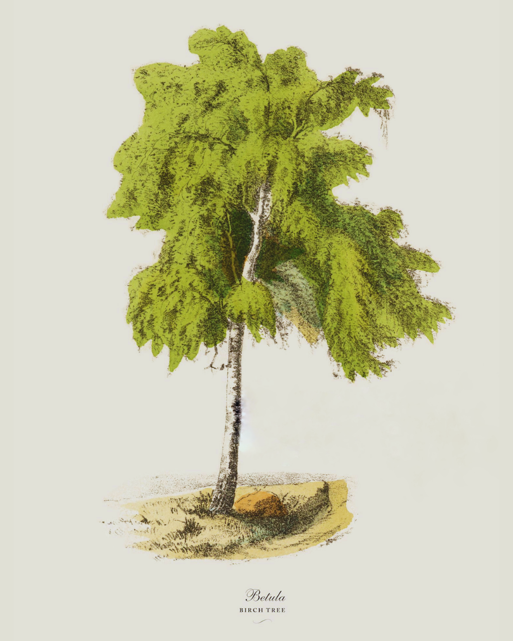 Birch tree post - 13.PNG