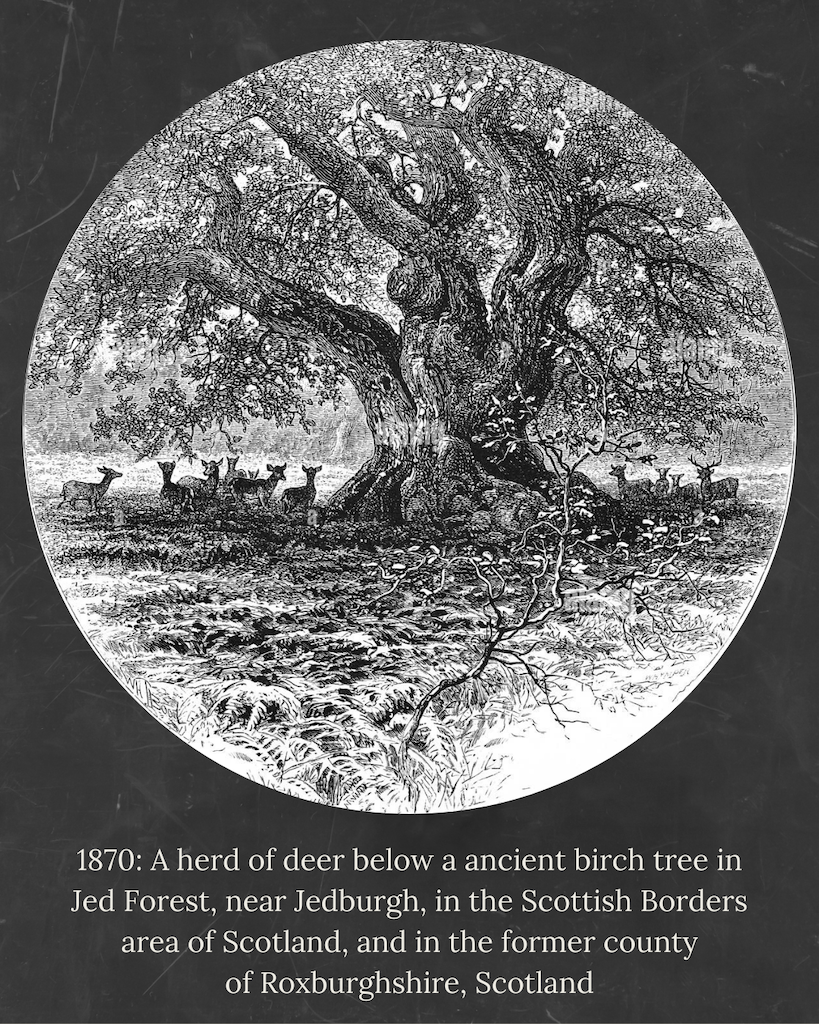 Birch tree post - 15.PNG