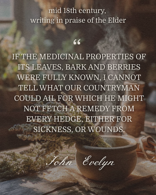 Spiritual Elder Tree Post (1800 x 1800 px) (Instagram Post (45)) - 6.PNG