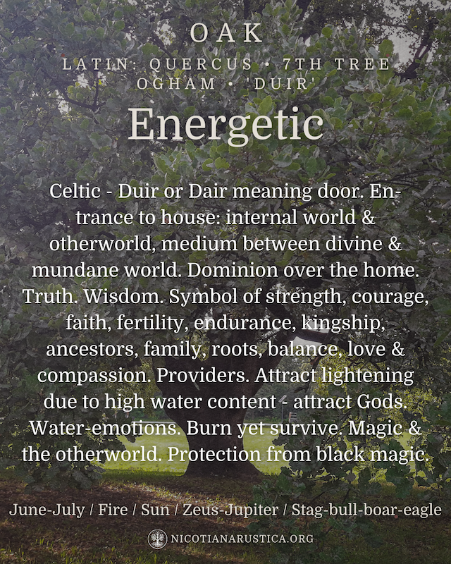 Spiritual Oak Tree Post (1800 x 1800 px) (Instagram Post (45)) - 3.PNG