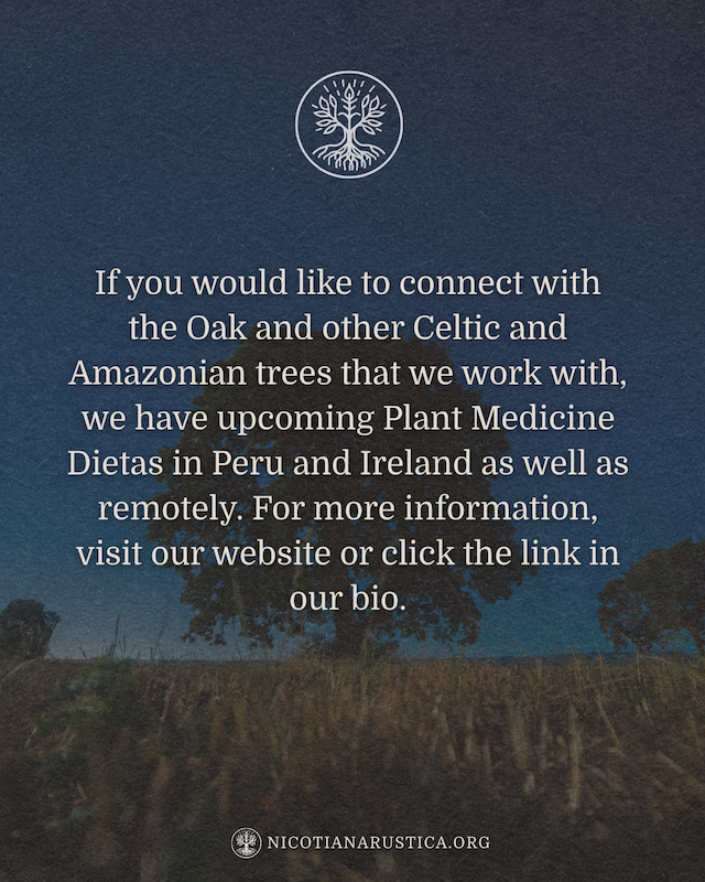 Spiritual Oak Tree Post (1800 x 1800 px) (Instagram Post (45)) - 13.PNG