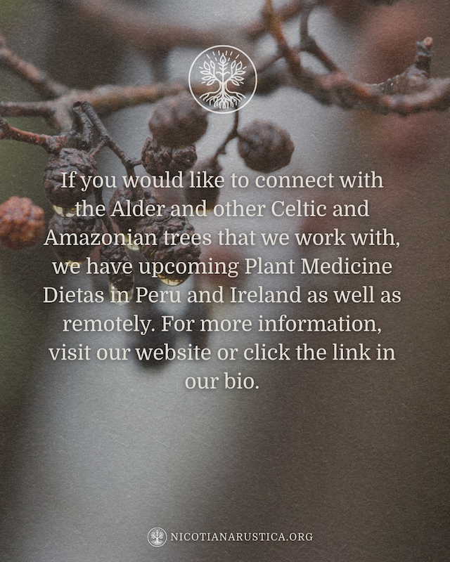 Spiritual Alder Tree Post (1800 x 1800 px) (Instagram Post (45)) - 15.PNG
