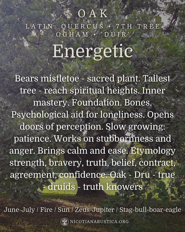 Spiritual Oak Tree Post (1800 x 1800 px) (Instagram Post (45)) - 4.PNG
