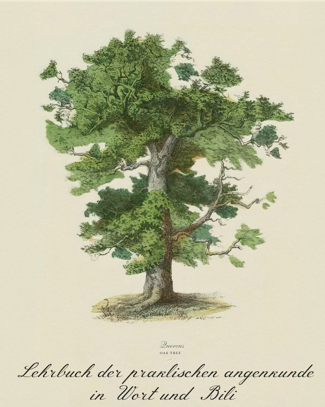 Spiritual Oak Tree Post (1800 x 1800 px) (Instagram Post (45)) - 12.PNG