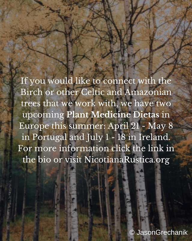 Birch tree post - 20.PNG